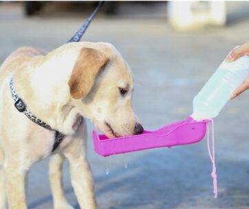 Outdoor Water Tray For Dogs