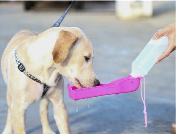 Outdoor Water Tray For Dogs