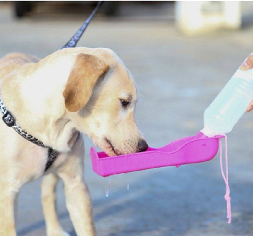 Outdoor Water Tray For Dogs